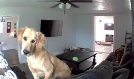 狗狗的视频,萌宠视频集锦